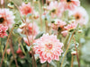 1 Heic Image Product
