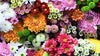 1 Heic Image Product